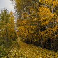 Листопад :: Сергей Цветков