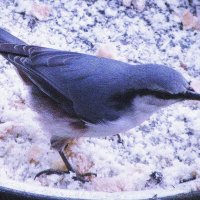 Поползень :: Людмила Смородинская