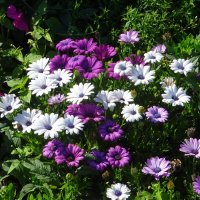 Остеоспермум :: PRP 