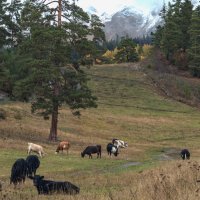 Курорт Архыз. :: Валентина Филатова