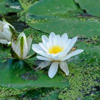 Цветы в реке :: Владимир Иванович Цветы в реке :: Владимир Иванович