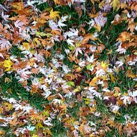 Осенний ковер :: Елена Семигина