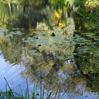 Картинки осени :: Рита Симонова