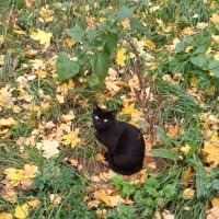 Осенняя грусть :: Виктор Никитенко