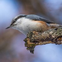 Поползень. :: Nik Lovec