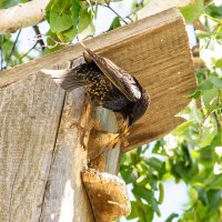 Забота о потомстве :: Владимир Иванович