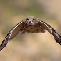 *** :: Евгений Фруман