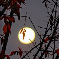 "Крик " полной Луны! ;) :: Елена Хайдукова ( Elena Fly ) "Крик " полной Луны! ;) :: Елена Хайдукова ( Elena Fly )