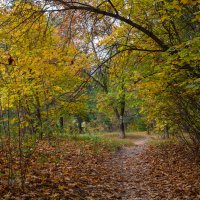 Осенняя природа октября :: Александр Синдерёв