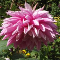 Георгин :: Freddy 97