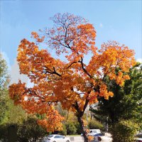 Осенняя красота! :: Надежда 