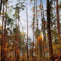 Последнее тепло :: Тамара Вебер