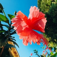 Цветение гибискуса :: Александр Деревяшкин