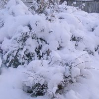 После первого снегопада. :: сергей ермошкин