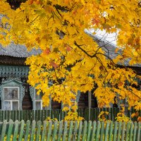 под пологом золотого клена :: Galina под пологом золотого клена :: Galina