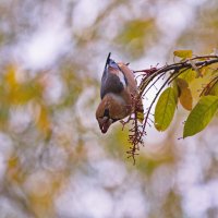 Melody of paints :: AL Reborn 