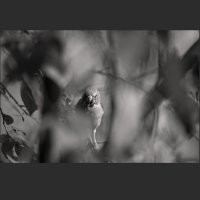 ------Colors---- :: AL Reborn 