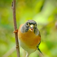 Вьюрок приветствует... :: Andrey Bragin 