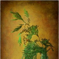 Ветка туи... :: Oleg Rastorguev Ветка туи... :: Oleg Rastorguev