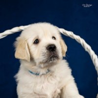 Золотинка :: ARTEseniya Кристина Вальтер