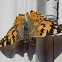 Репейница на раме :: Константин Штарк