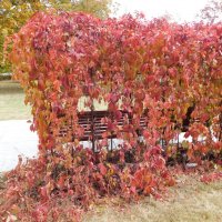 Девичий виноград пятилисточковый :: Наиля 