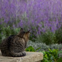 Наблюдаю за красотой.... :: Дмитрий А