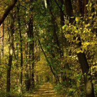 Осень.... :: Олег Алексеев Осень.... :: Олег Алексеев