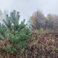 туман получился :: Артём 