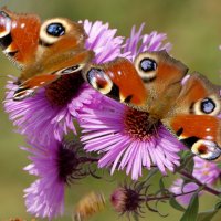 пары октябрьских бабочек 5 :: Александр Прокудин