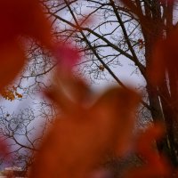 Сквозь листья :: Мария Яковлева