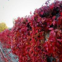 Осенние краски :: Наталья Герасимова