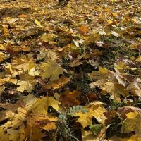 ***листопад, листопад...*** :: Olga Oskolkova