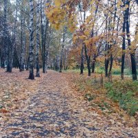 Расстелила осень золотой ковёр :: Galina Solovova