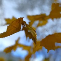 ***моя фантазия*** :: Olga Oskolkova