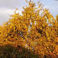 Груши :: Татьяна Пальчикова