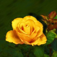 Чайная роза :: Евгений 