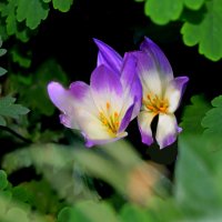 Безвременники :: Евгений 