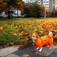 Тришкин кафтан. :: Татьяна Помогалова