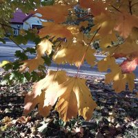 Солнечный день :: Фотогруппа Весна