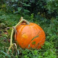 Тыква :: Tata Wolf Тыква :: Tata Wolf