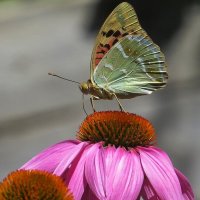 Летние воспоминания :: Natali 