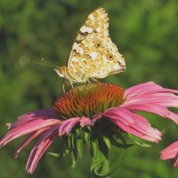 Летние воспоминания 4 :: Natali 