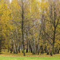 В городском сквере :: Валерий Иванович