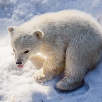 Белый :: SanSan 