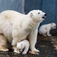 Белый :: SanSan 