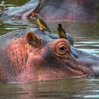 Бегемот обыкновенный и буйволовые скворцы :: Aleksey Afonin