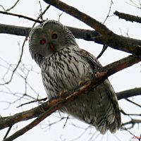 А вы что-тут делаете? :-) :: Андрей Заломленков А вы что-тут делаете? :-) :: Андрей Заломленков