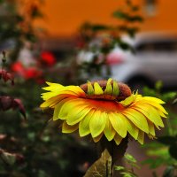 Красавчик :: Юрий Гайворонскiий Красавчик :: Юрий Гайворонскiий