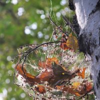 .......... :: Елена Шаламова